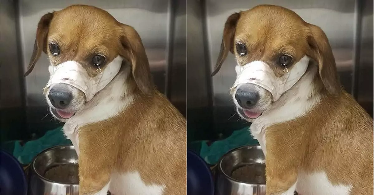 Rescued the dog that fainted on the road after accidentally eating poison