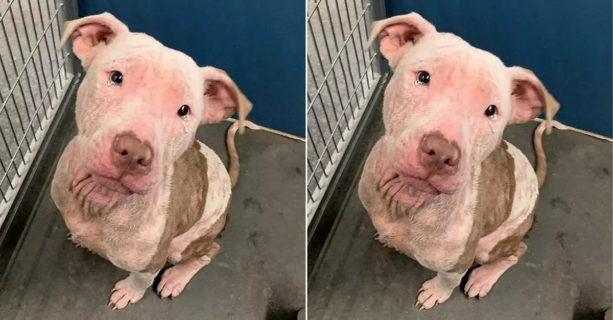 The longing eyes, waiting for an adopter, of this dog made the shelter staff cry