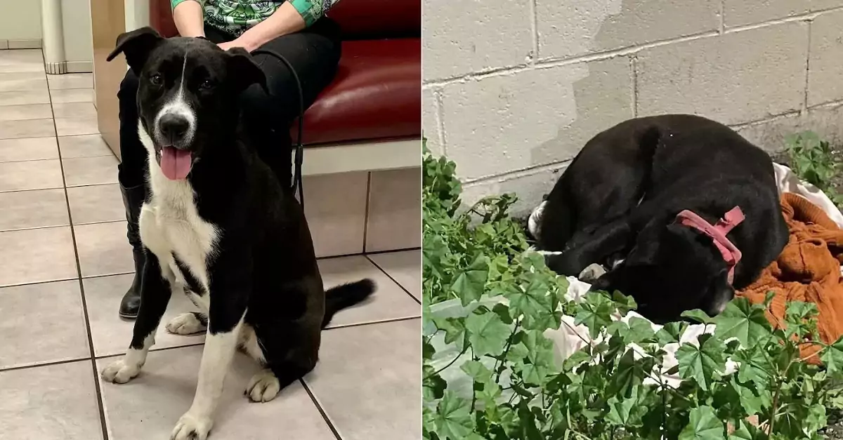 A deserted dog was discovered in a parking lot, left with just a blanket and food for comfort