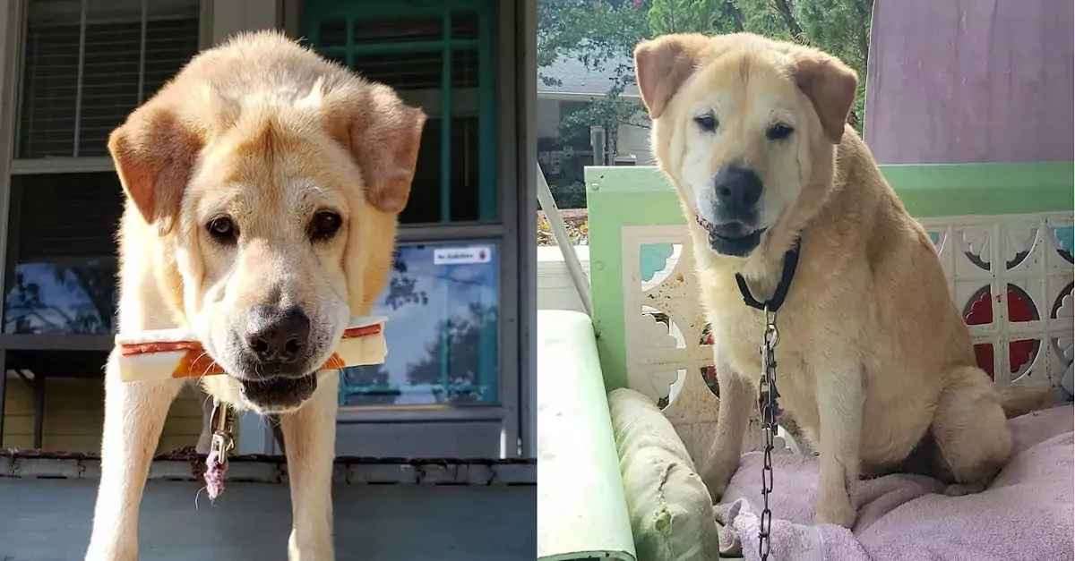 Adorable Dog Finds a Forever Home After Being Returned to the Shelter Eight Times