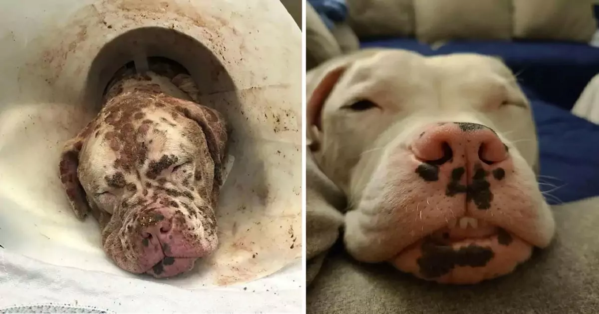 A Dog’s Incredible Recovery After Enduring a Swarm of Bee Stings