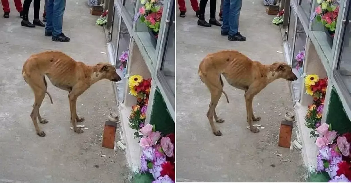 This dog goes to its owner’s grave every day, as if wanting to say something