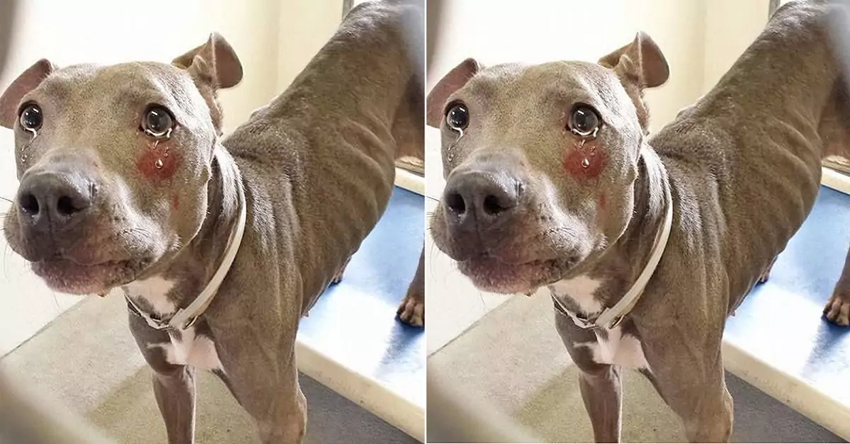 This dog has been continuously rejected by several families for adoption because of its intestinal disease