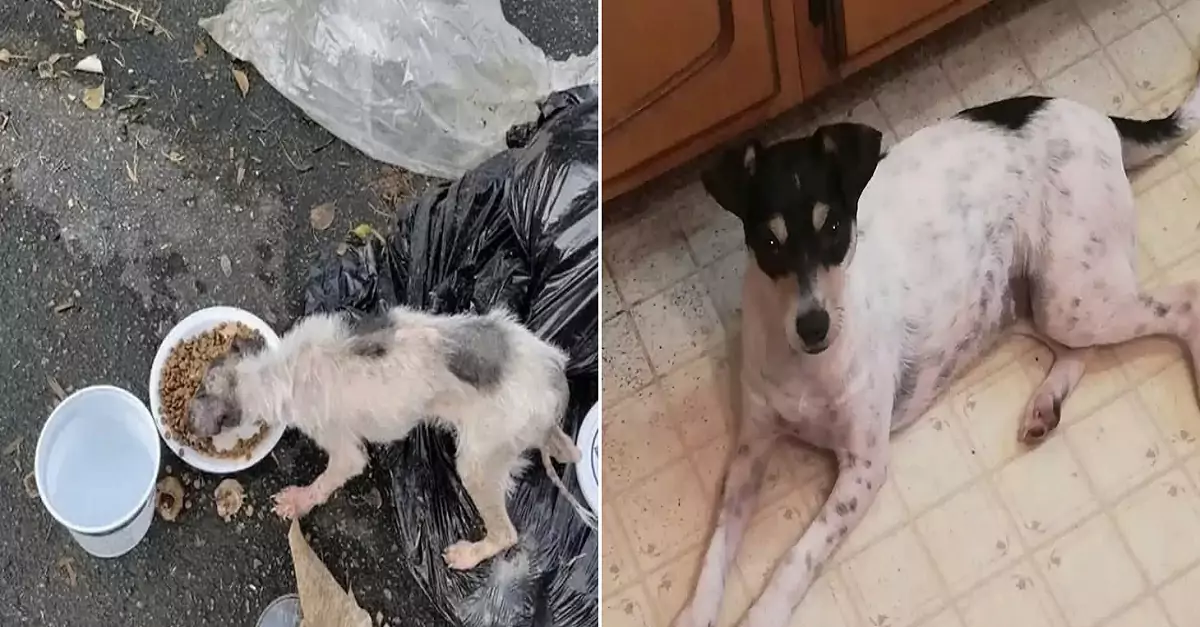 Neglected Puppy Found Sleeping on Garbage Transforms with the Love of a Devoted Owner