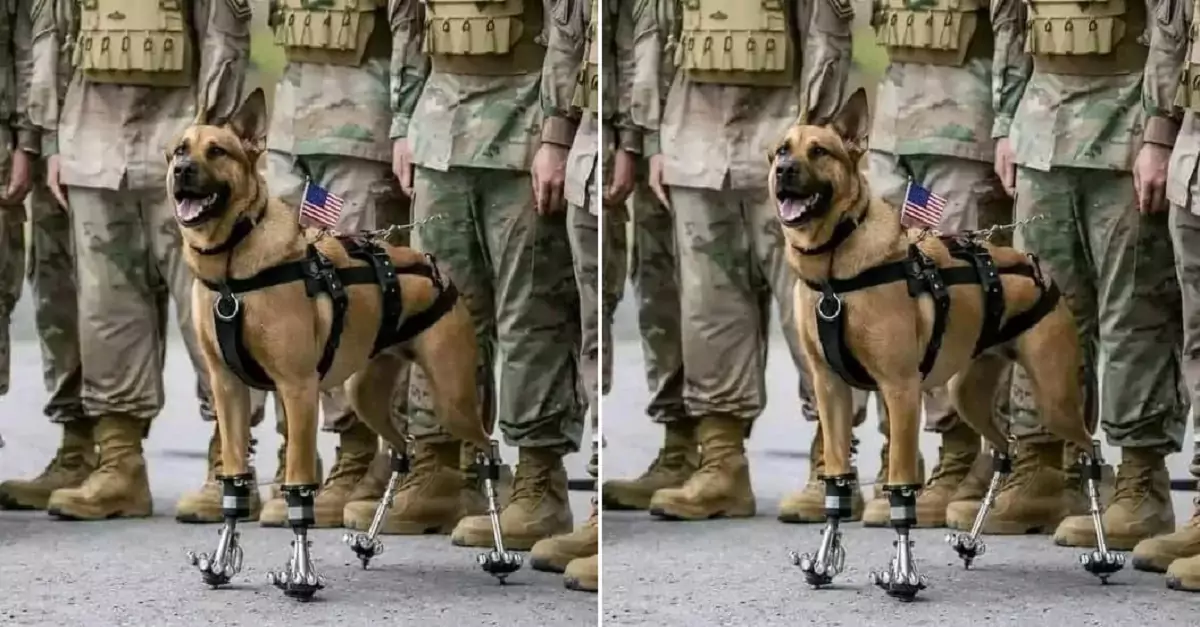 The dog Aspen was honored at the U.S. military conference after five years of dedicated service to the army