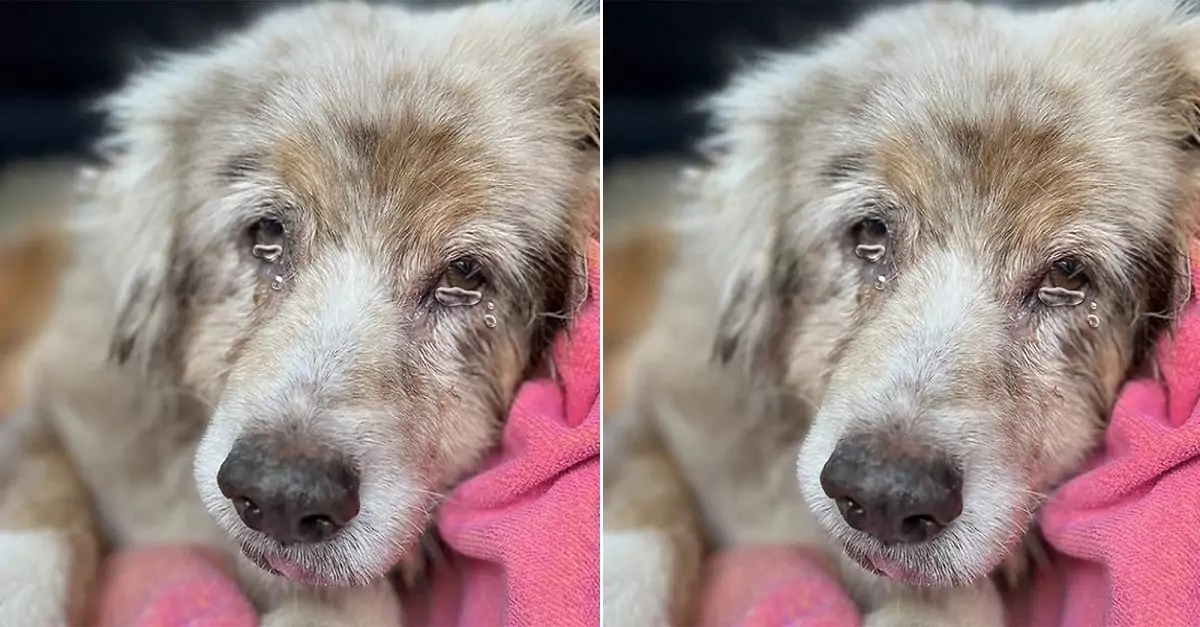 The stray dog is moved when a passerby embraces it