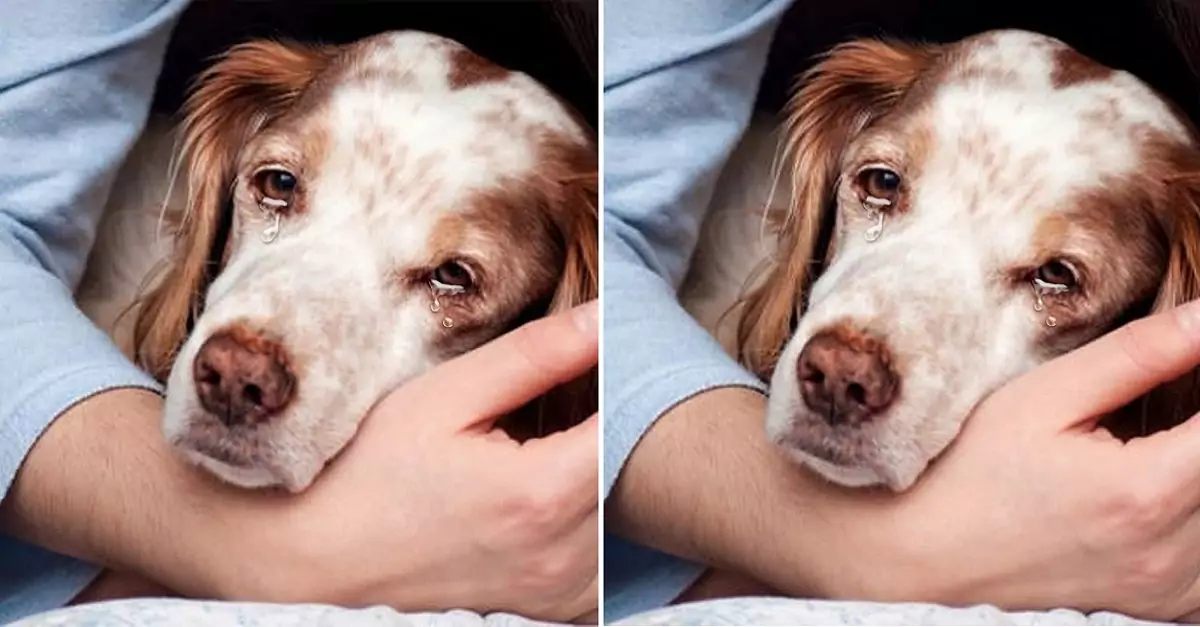 The dog burst into tears because he had to leave his owner and go to the shelter