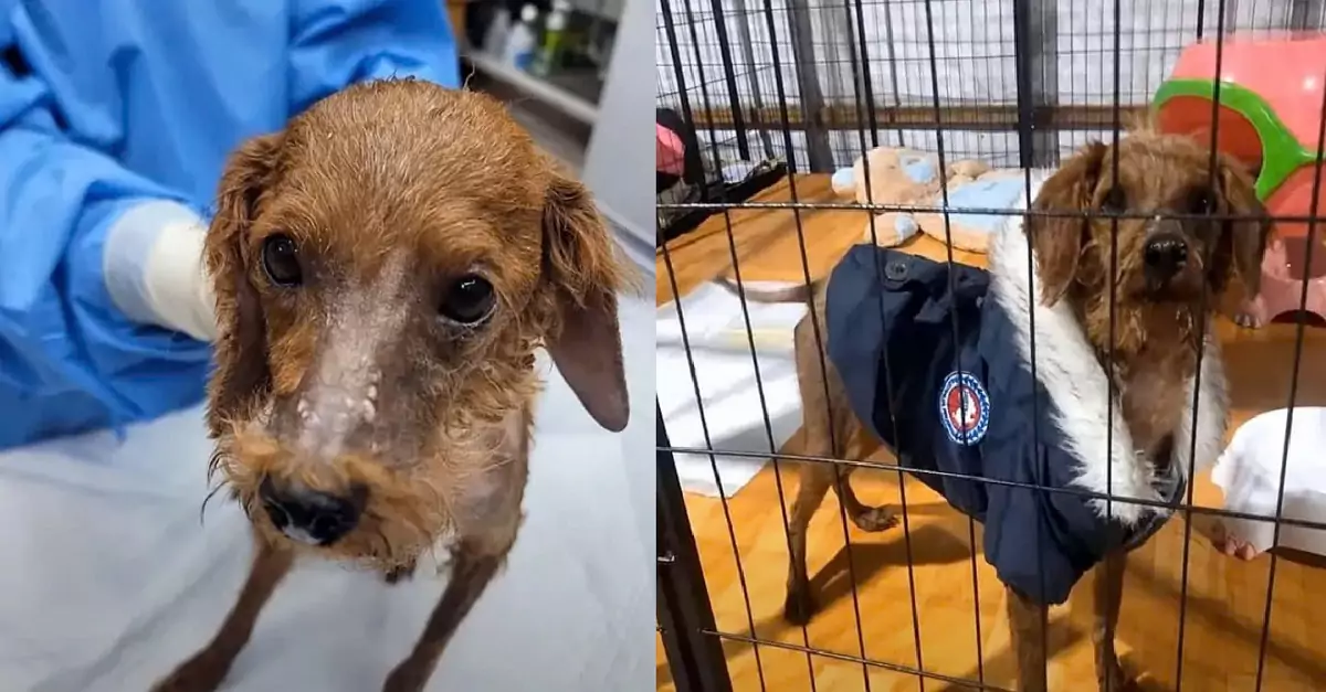 Tiny Rescue Pup Delighted by the Comfort of a Stylish New Coat