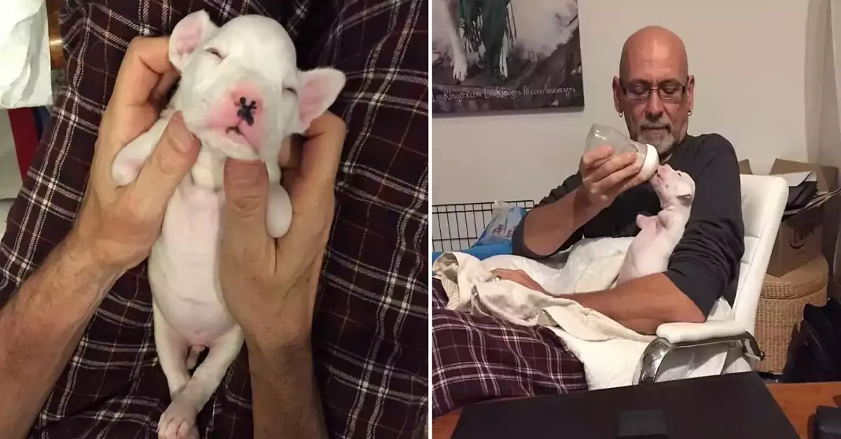 The puppy without front legs demonstrates its rolling skills