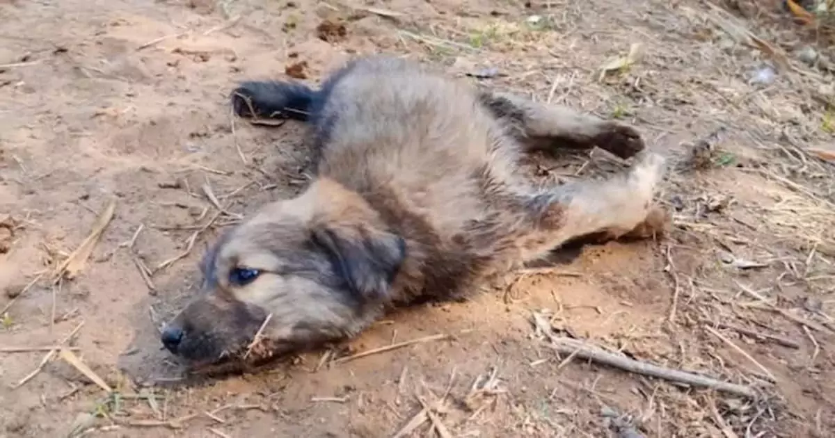 Abandoned Street Puppy with Deformed Legs Discovers a New Chance for Joy