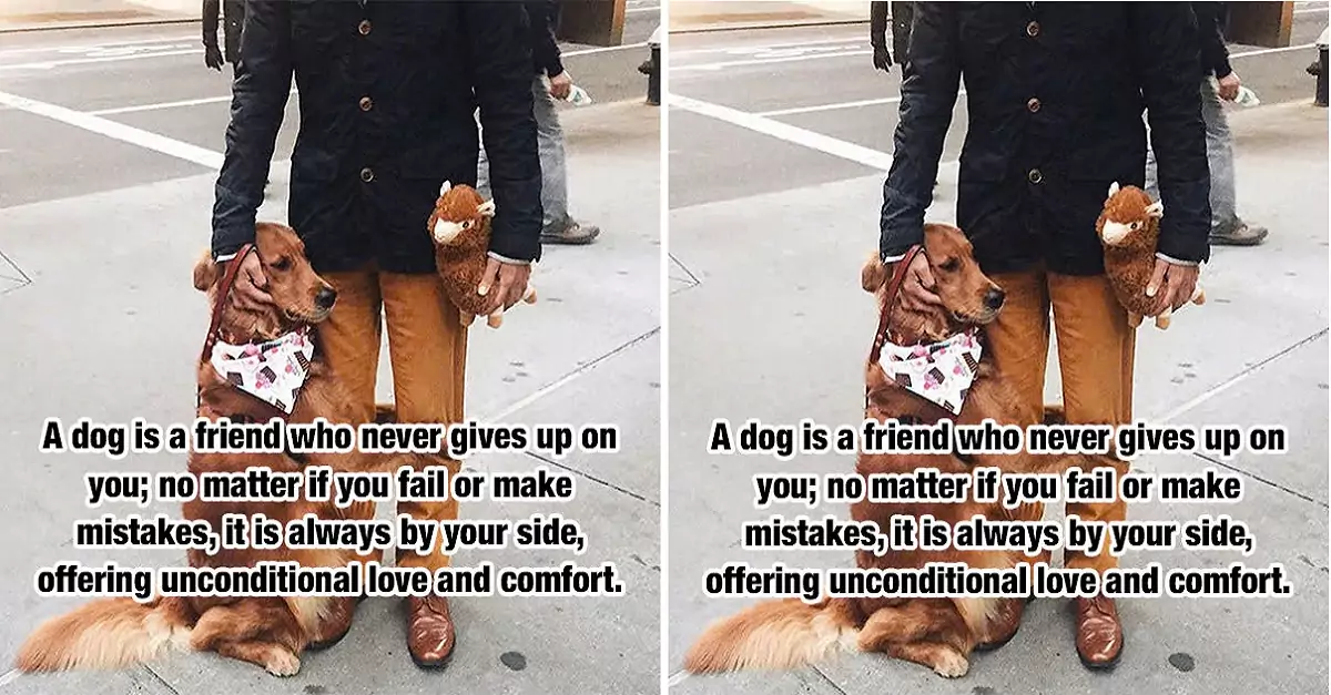 A dog is a friend who never gives up on you; no matter if you fail or make mistakes, it is always by your side, offering unconditional love and comfort