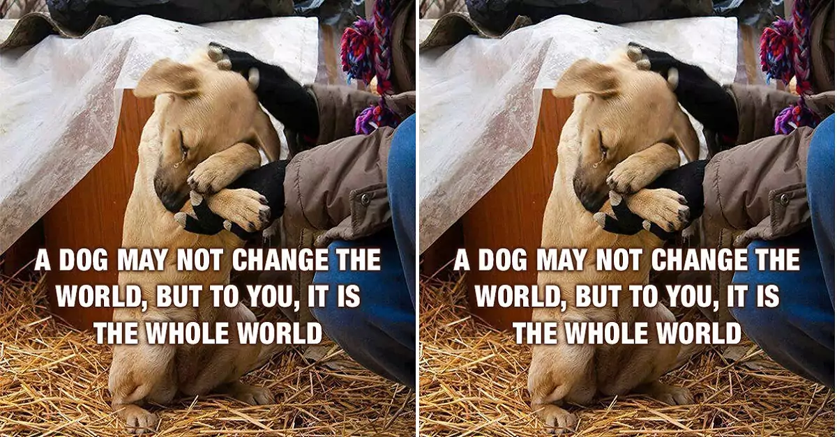 A dog may not change the world, but to you, it is the whole world