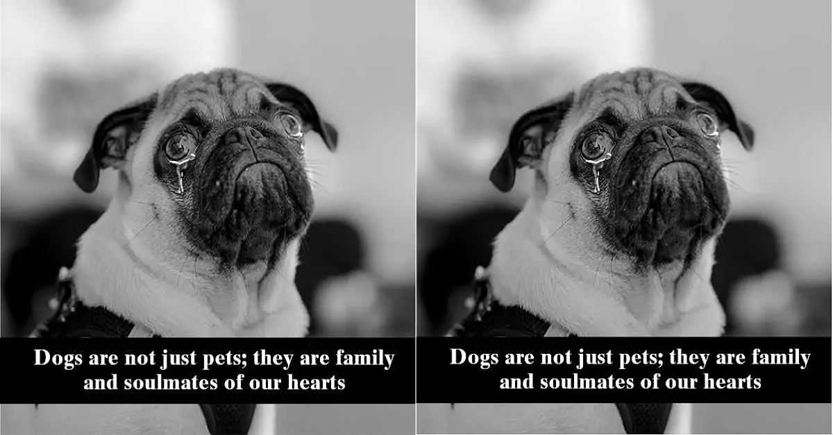 Dogs are not just pets; they are family and soulmates of our hearts