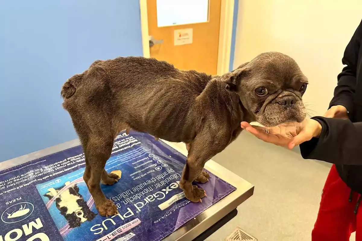 Starving French Bulldog Rescued from Kill List Before Thanksgiving Described as ‘Broken but Emotionally Resilient’