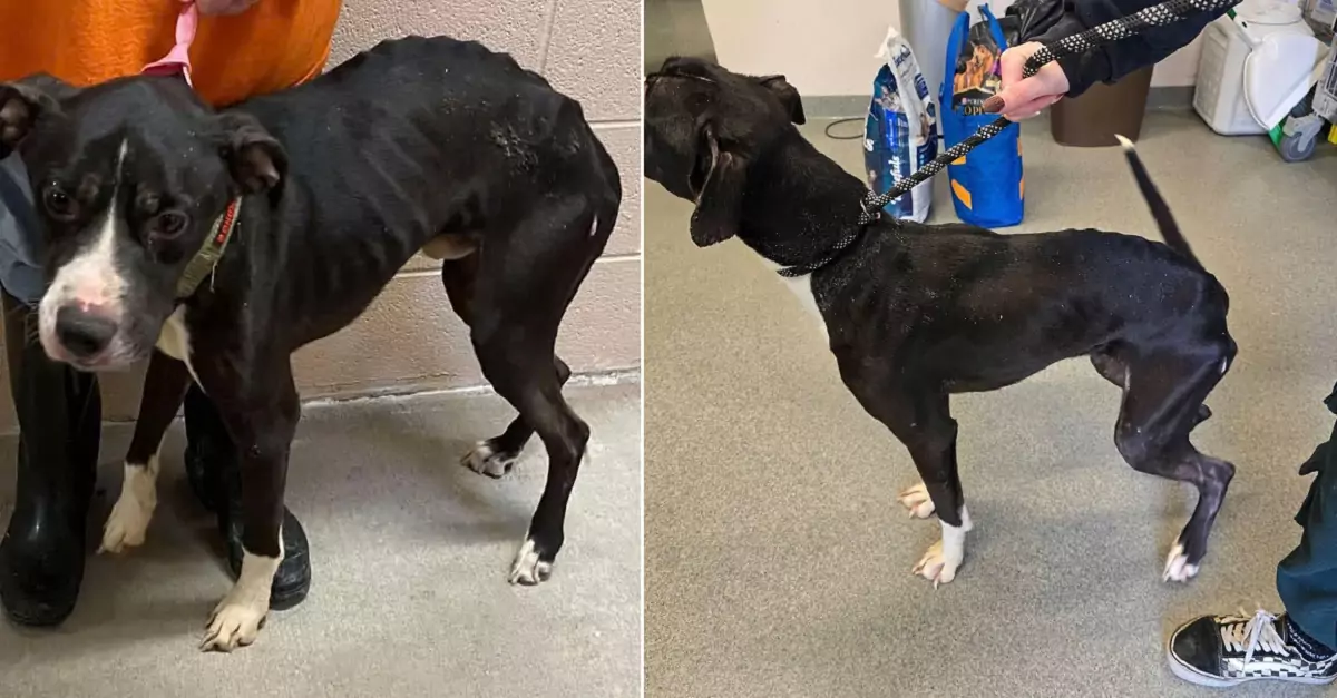 Dog Returned to Kentucky Shelter for the Third Time in Under Two Years After Being Abandoned by New Owner