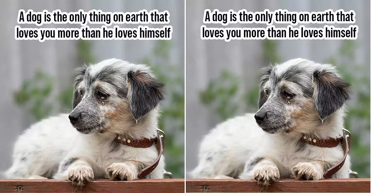 A Dog is the Only Thing on Earth That Loves You More Than He Loves Himself