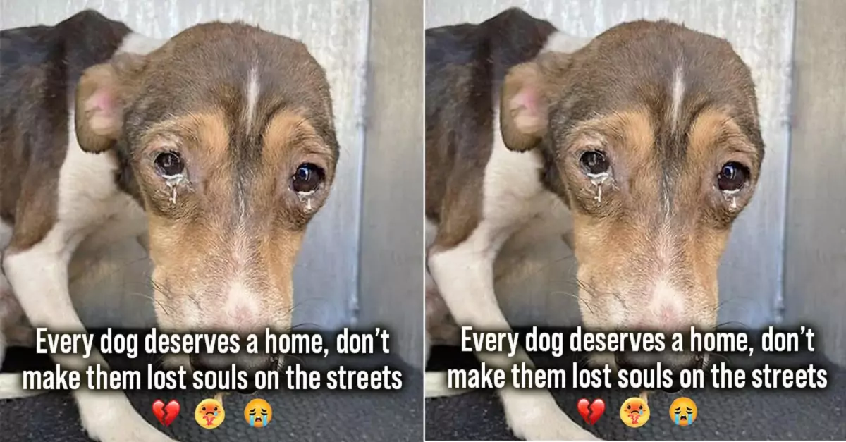 Every dog deserves a home, don’t make them lost souls on the streets