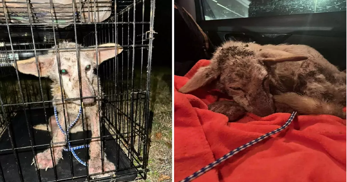 The abandoned, sick dog hid under a trailer, struggling to survive until help arrived