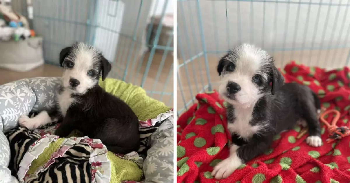 Devastating: A seven-week-old puppy left alone in an alley, accompanied by a blanket and a bowl of food