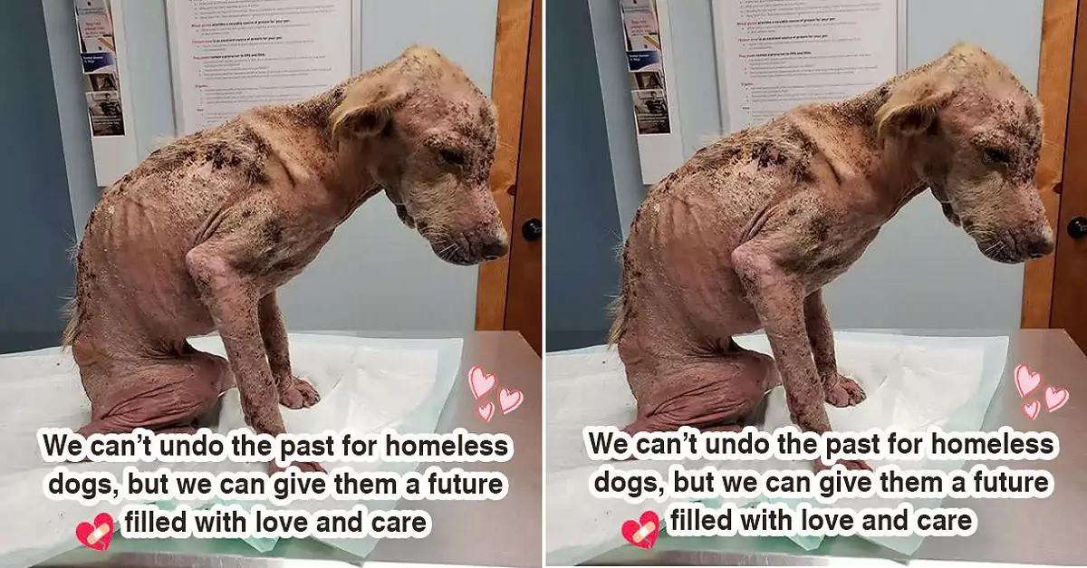 We can’t undo the past for homeless dogs, but we can give them a future filled with love and care