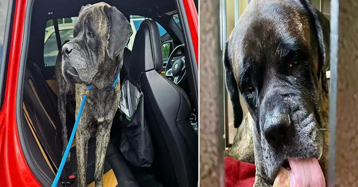 A dog abandoned in a Florida lake has found a loving home and now enjoys the life he deserves