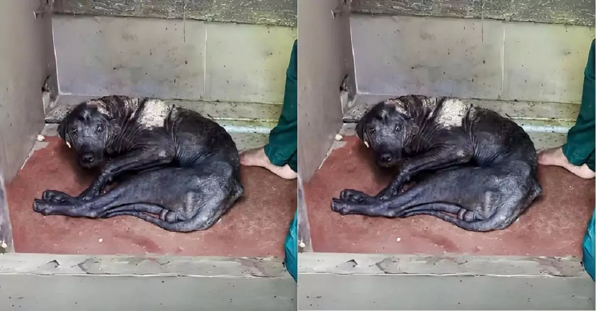 A paralyzed dog was discovered lying in the corner of an abandoned house, desperately seeking help with faint, labored breaths