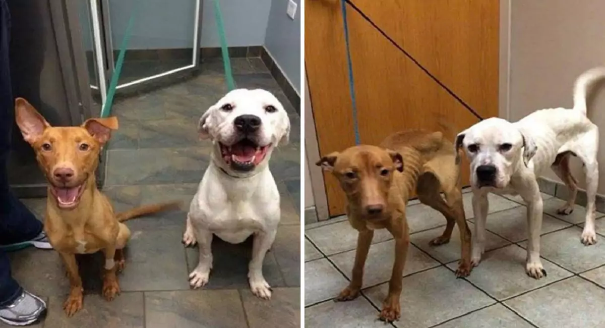 Two stray dogs that had wandered the streets for days finally found a true owner