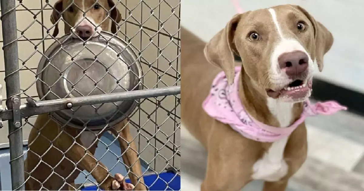 The cutest Weimaraner at the Texas rescue shelter carries his bowl to grab attention and plead for adoption