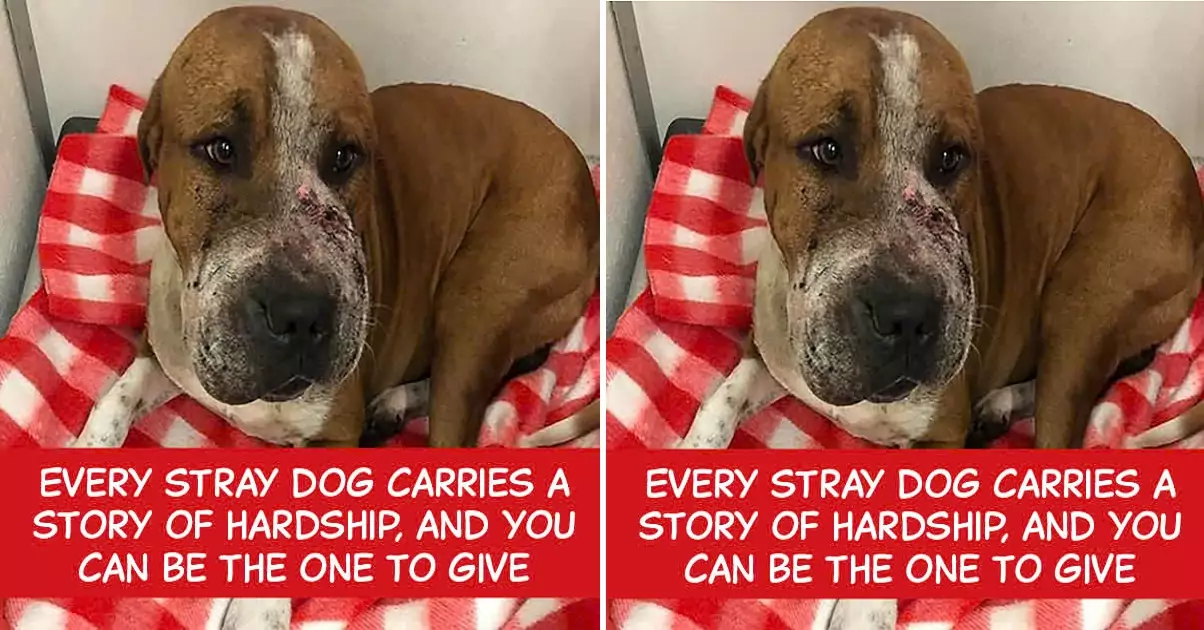 Every stray dog carries a story of hardship, and you can be the one to give them a happy ending