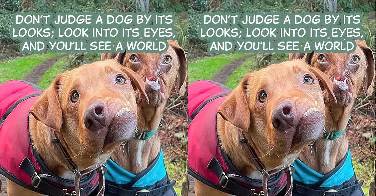 Don’t judge a dog by its looks; look into its eyes, and you’ll see a world full of love