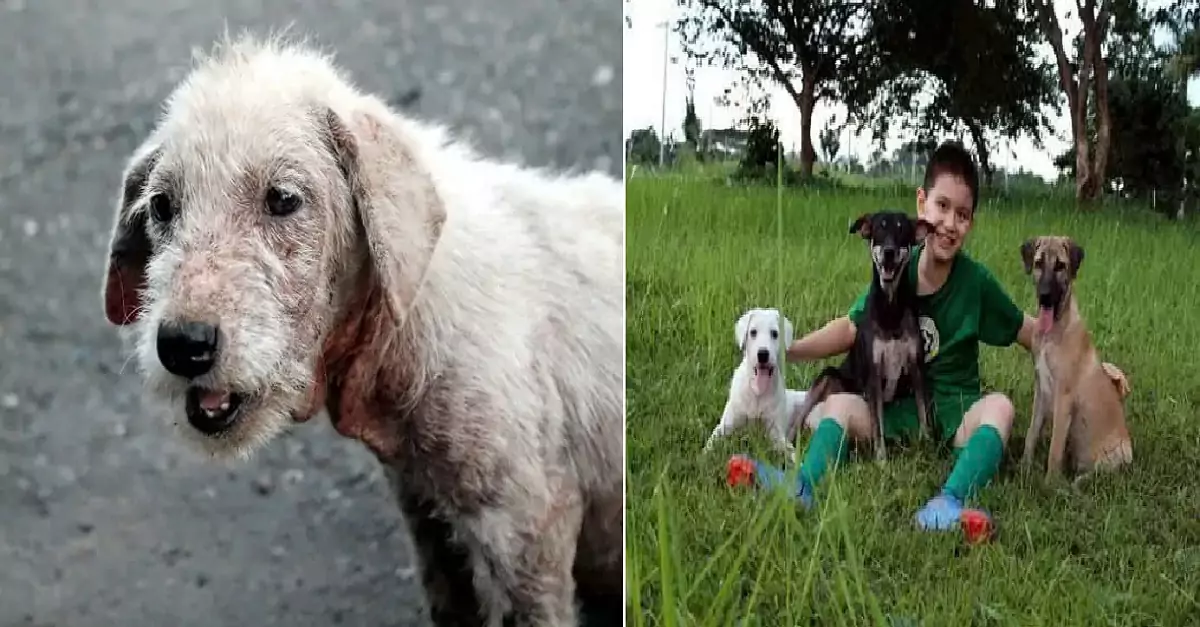 An elderly dog was rescued from a life of loneliness and despair on the streets