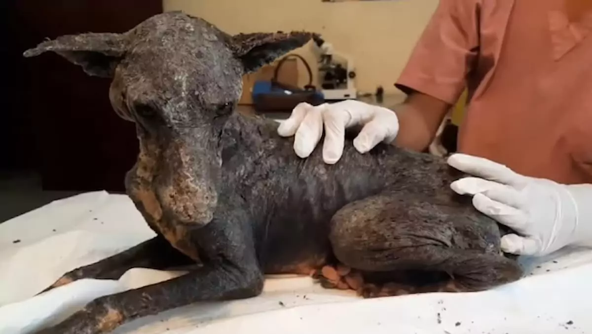 A heartwarming story; rescuing a neglected dog that was abandoned, with no care for its health or appearance