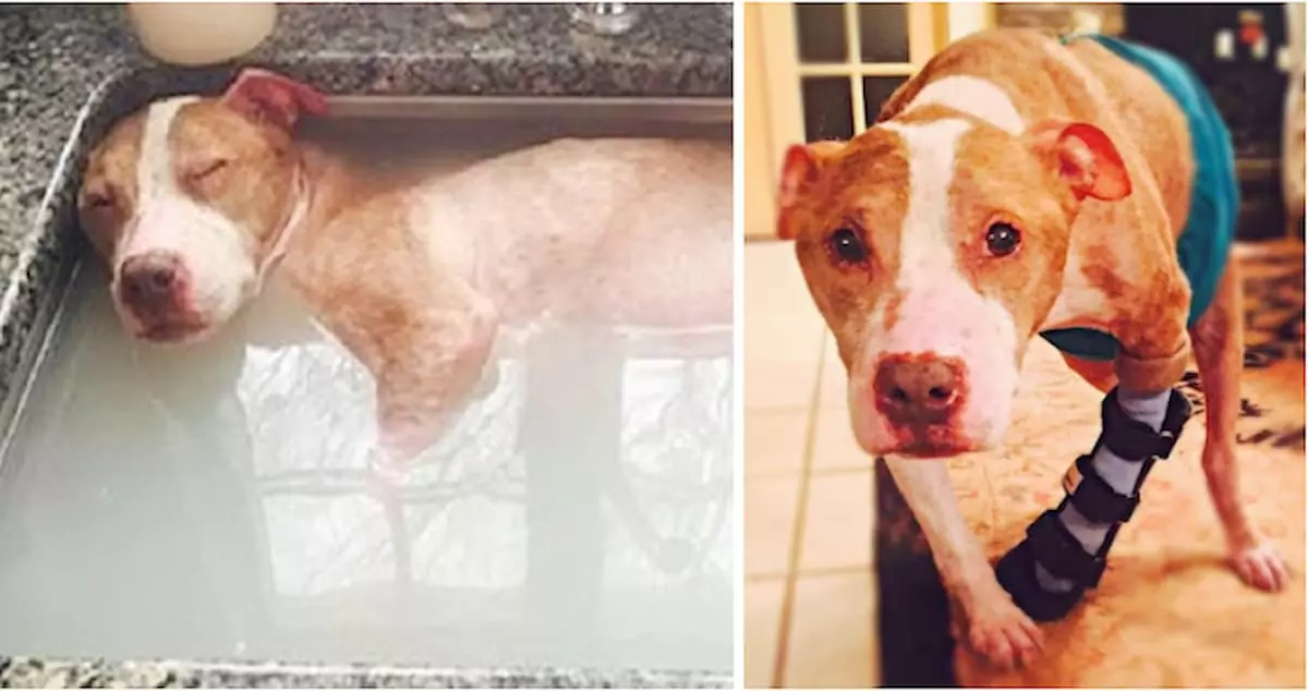 The abused dog deserves to enjoy every moment of a healing bath