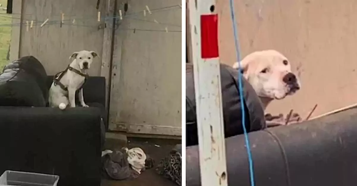 A abandoned dog was found waiting for its family to return in the rain