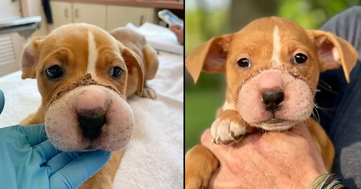 A puppy who had been abused made an incredible recovery after suffering deep cuts from being cruelly tied with a hair tie muzzle