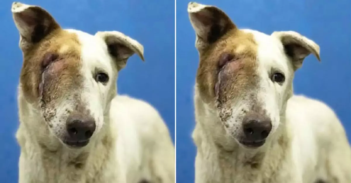 The dog risked its life to save its owner and lost sight in one eye—an unwavering display of loyalty