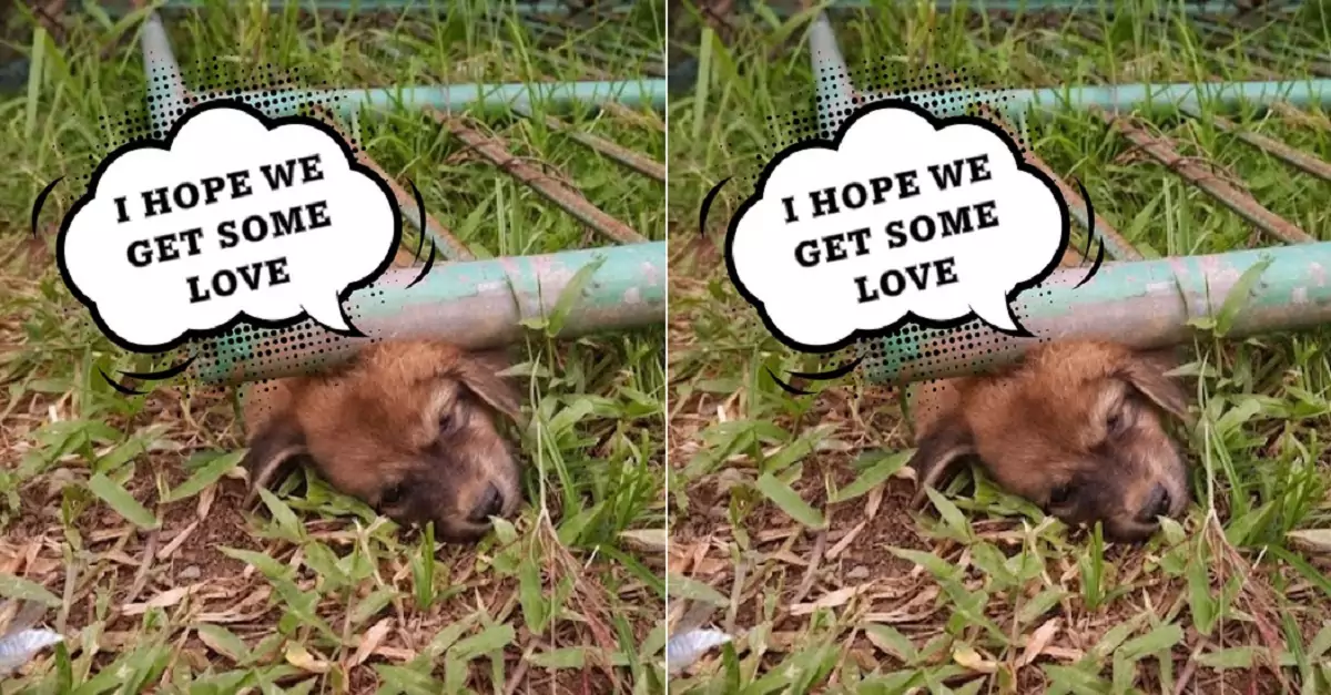 The puppy was trapped by the iron door falling onto it, but fortunately, someone came to its rescue just in time