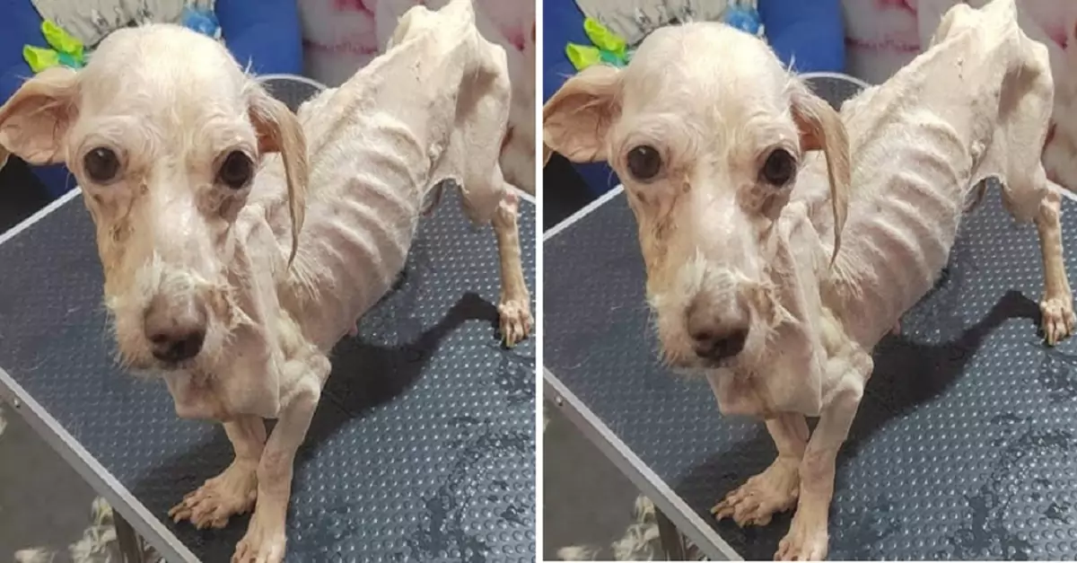 Rescuing the dog trapped in an abandoned house, nothing but skin and bones—watch how it recovers