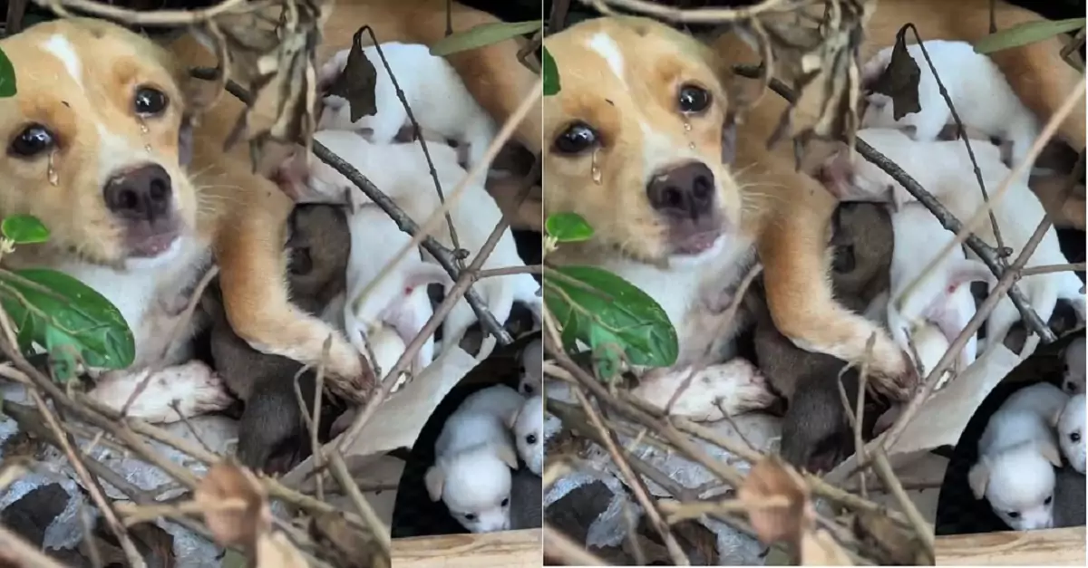 The mother dog cried helplessly beside her puppies, begging me to give them a home