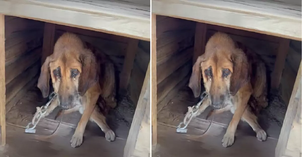 The people discovered the emaciated, weak dog that had been locked up for several days in an abandoned house and rescued it just in time