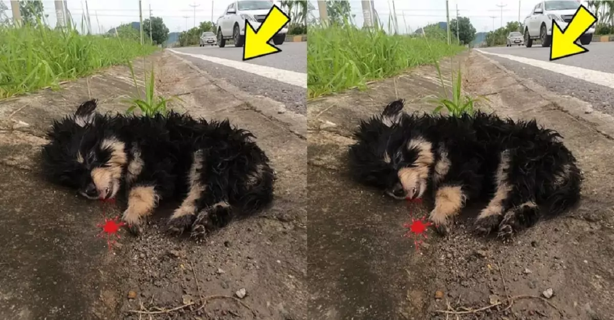 Abandoned Puppy Faces Freezing Rain on Highway, Desperately Waiting for a Lifesaving Rescue