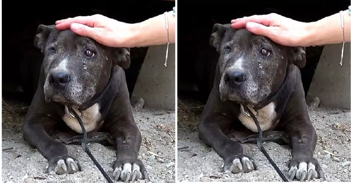 The dog was cruelly abandoned by its owner, desperately longing to find a forever home in its final days