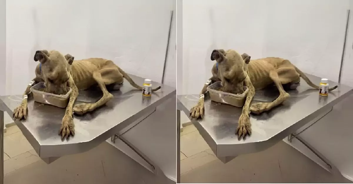 The dog, starved for months in an abandoned house and reduced to skin and bones, received help from the rescue team