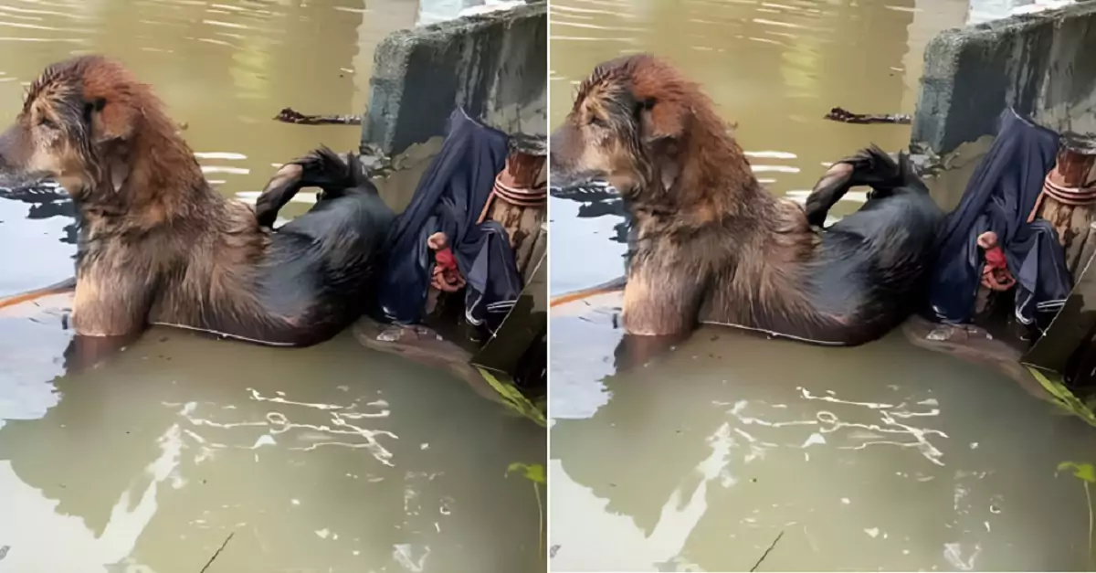 The heartwarming rescue, a stray dog saved from the dangerous floodwaters