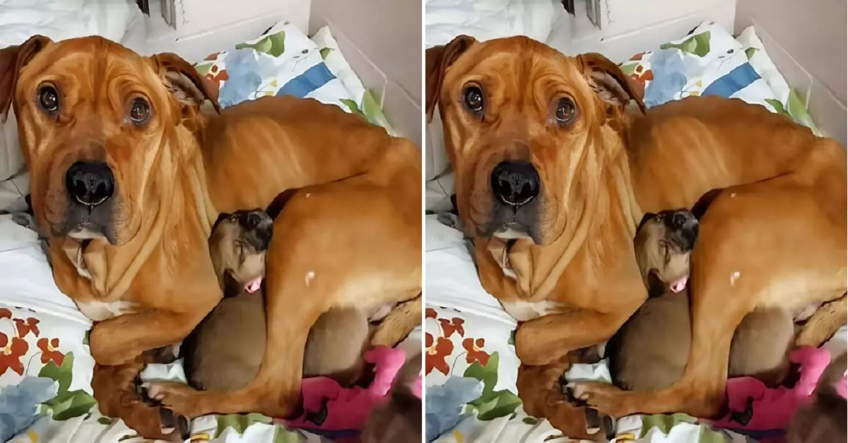 A brave mother dog endured hunger and cold for months to ensure that her five puppies would never go hungry