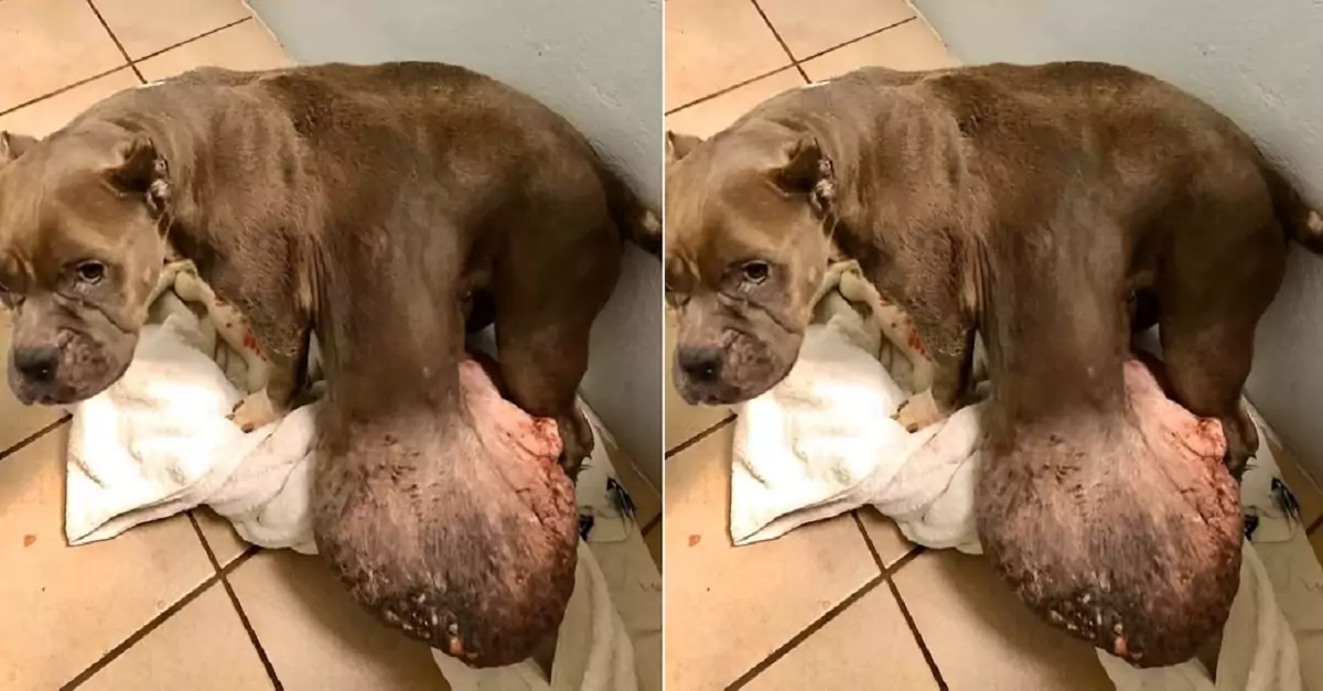 A stray dog, burdened with the largest tumor anyone has ever seen, tortured by pain, suffering, and completely losing hope in life. Your blessing will help this dog become better