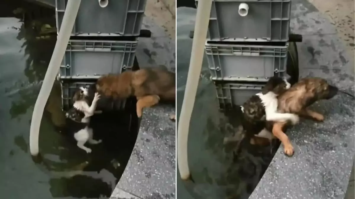 The brave dog jumped into the water to save the cat in danger