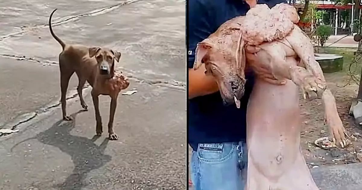 A stray dog, once terrified of humans, finally gathered the courage to seek help from a kind stranger to ease its suffering