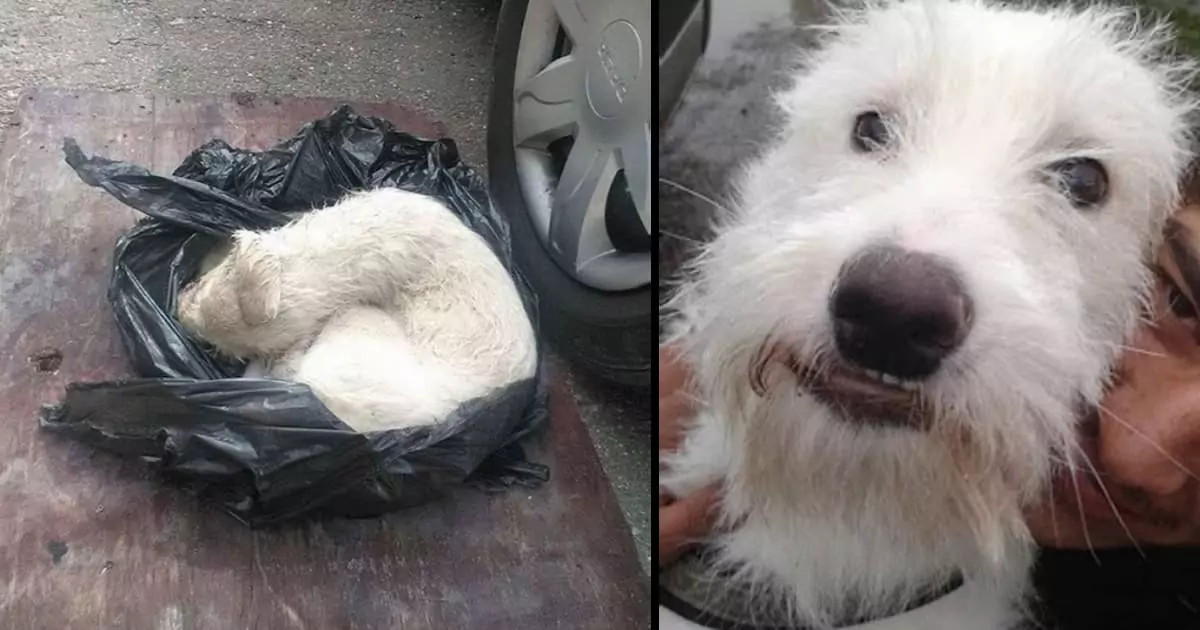 A severely malnourished dog, abandoned in a cardboard box, was discovered just in time and given the chance to heal its wounds and find a loving home