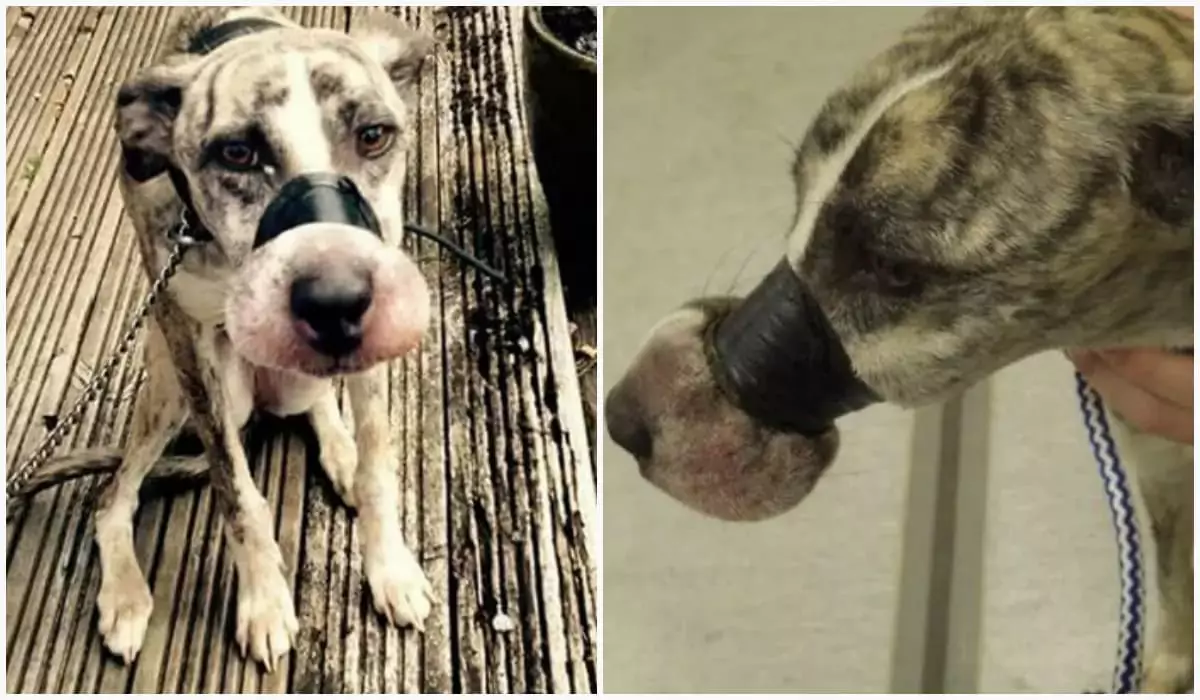 Shocking and heartbreaking! Heartless individuals cruelly taped shut the mouth of a starving dog before abandoning it—an act of cold-blooded cruelty and blatant disregard for life